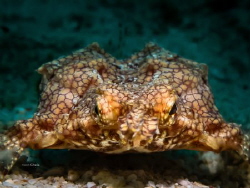 FACE TO FACE - Eurypegasus draconis by Ton Ghela 